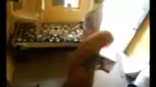 قذر اصابع الارجل مزيت